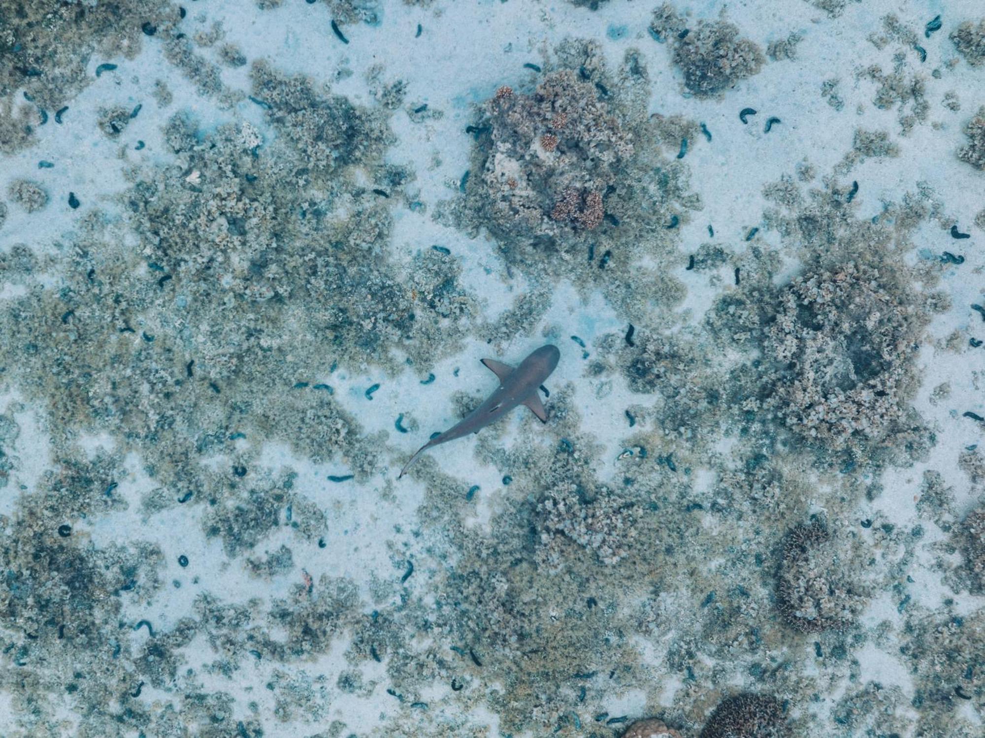Lagoon Dream 莫雷阿 外观 照片